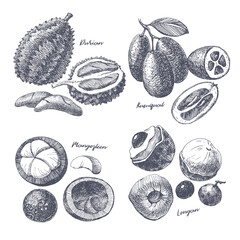 Set of hand-drawn durian, kumquat, mangosteen, longan. Dessert and exotic fruits, sliced and whole. Organic food concept. Can be used for your design. Vintage botanical illustration.