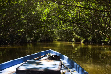 Fototapeta premium Green mangrove