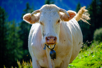 Vache de Haute-Savoie