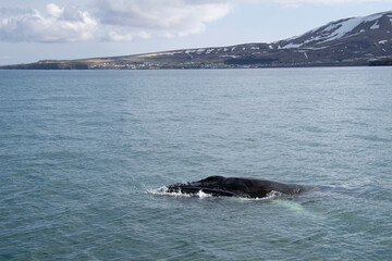 Fototapeta premium sea and rocks