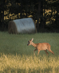 deer in the woods