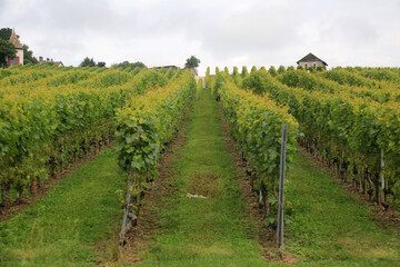 Fototapeta na wymiar grapes field in Lac Leman wineyard