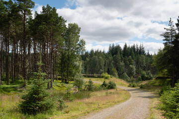 Fototapeta na wymiar Trail in Tay Forest Park in Scotland. Allt na Bogair Trail hiking path. Beautiful woodlands scenery. Horizontal image.