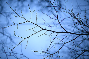 Fototapeta na wymiar branches without leaves evening autumn, abstract seasonal background sadness