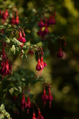 Fuchsia blossoms, pink and purple fuchsia flowers, floral background.