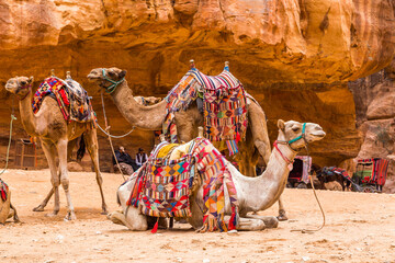 camel in the desert