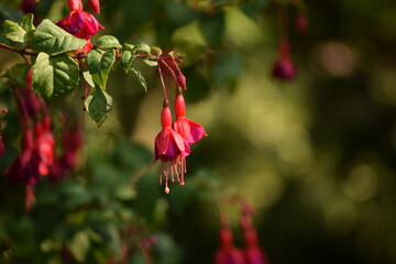 Fuchsia blossoms, pink and purple fuchsia flowers, floral background.