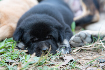 Obraz premium Black of Puppy Dog sleeping on a green grass outdoors