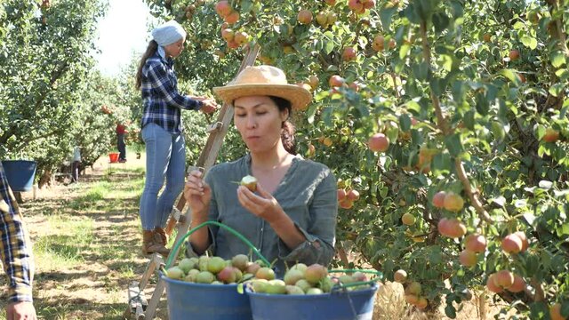Positive asian woman farmer tasting organic freshly harvested pear at summer garden. High quality 4k footage