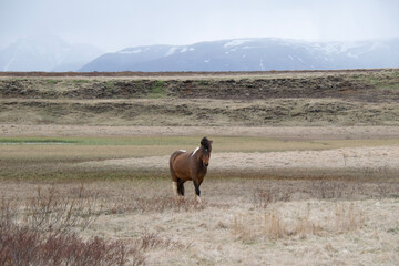 red deer in park national park