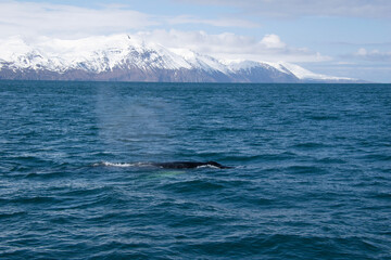 Fototapeta premium humpback whale tail