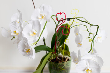 Orchids on a white background. White and purple