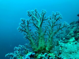 Naklejka na ściany i meble coral reef in sea