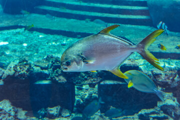 Trachinotus blochii or snubnose pompano in Atlantis, Sanya, Hainan, China.. Pompanos are marine fishes in the genus Trachinotus in the family Carangidae (better known as 