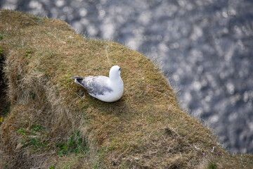 Fototapeta premium white headed gull