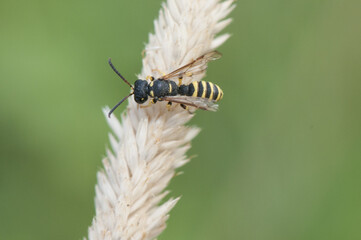 Cerceris species small yellow and black wasp perched on a very light brown wild cereal spike on an unfocused green background