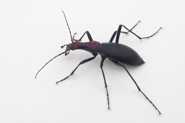 マイマイカブリ（亜種コアオマイマイカブリ） 白背景 Damaster blaptoides