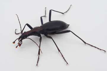 マイマイカブリ（亜種コアオマイマイカブリ） 白背景 Damaster blaptoides