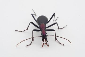 マイマイカブリ（亜種コアオマイマイカブリ） 白背景 Damaster blaptoides