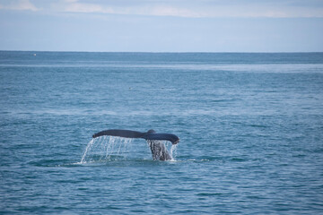 Obraz premium dolphin jumping in the water