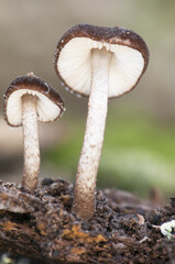 Pluteus species small size mushroom growing on a rotten trunk with whitish foot light brown blades and dark brown upper hat