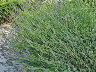 Lavender bushes in the city street. Grass and plants in urban park. Scenic view with grass and flowers in the morning sun light.