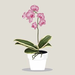 Naklejka na ściany i meble Potted tropical pink Phalaenopsis Orchid in Flowerpot. Domestic Tropical Decorative plant in Pot Graphic Design Elements Isolated on Beigee Background. 