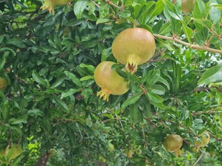 Macro view of green pomegranate on tree. Beautiful view of growing unripe pomeganate fruits on tree closeup in the garden of residential house.