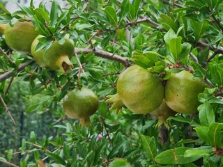 Macro view of green pomegranate on tree. Beautiful view of growing unripe pomeganate fruits on tree closeup in the garden of residential house.