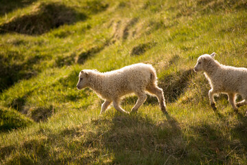 sheep and lamb