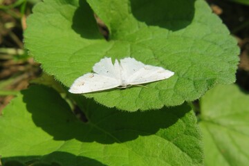 Beautiful white scopula butterfly moth on green leaf background