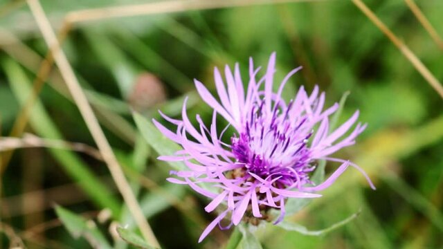 Spotted cornflower, or panicle cornflower, is a variety of Centaurea
