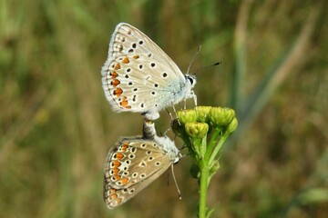 Polyommatus butterflies mating on a tansy flowers in the meadow, closeup 