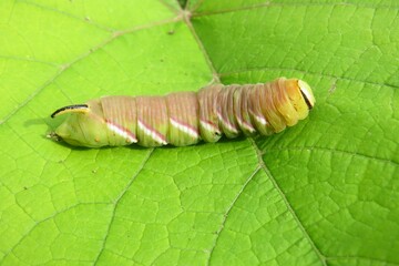 Sphinx ligustri caterpillar on green leaf background, closeup