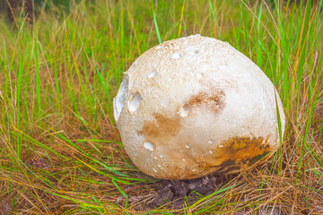 Giant puffball Calvatia gigantea fungus growing in grassland, huge mushroom growing in the forest