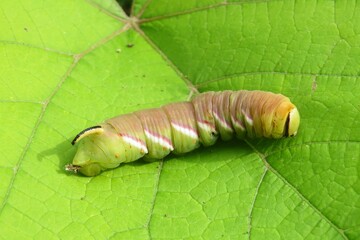 Sphinx ligustri caterpillar on green leaf background, closeup