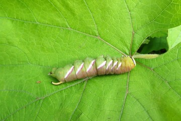 Sphinx ligustri caterpillar on green leaf background, closeup