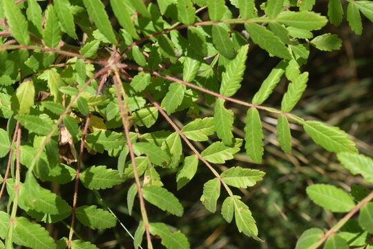 Sicilian sumac (Rhus coriaria) green leaves