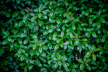 ナチュラルテクスチャ