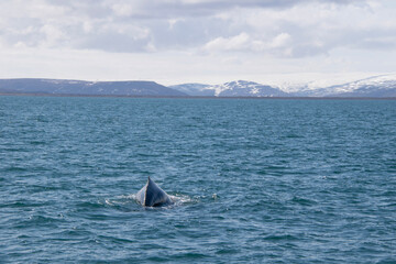 Fototapeta premium whale in the sea