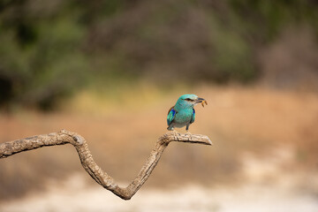 Carraca Europea Cazando