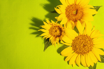 Yellow sunflowers on bright green background