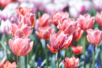 Pink Tulips. Close up. Selective and soft focus. 
