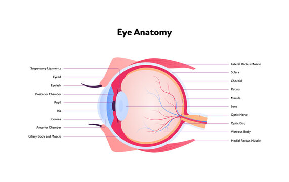 Human eye anatomy and vision medical infographic chart. Vector healthcare illustration. Side view. Cross section. Components of eyeball with text isolated on white background.