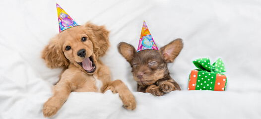 Funny yawning English Cocker spaniel puppy and dachshund puppy wearing birthday caps sleep  with...