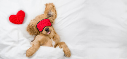 Funny English Cocker Spaniel puppy wearing sleeping mask sleeps on a bed at home. Top down view....