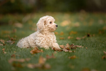 Maltipoo dog. Adorable Maltese and Poodle mix Puppy