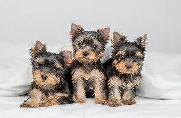 Fototapeta na wymiar Group little Yorkshire terrier puppies sit under warm blanket on the bed at home