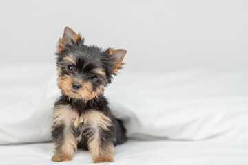 Little Yorkshire terrier puppy sits under warm blanket on the bed at home. Empty space for text - Powered by Adobe
