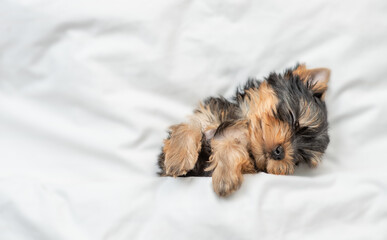 Cute tiny Yorkshire terrier puppy sleeps on a bed at home. Top down view. Empty space for text